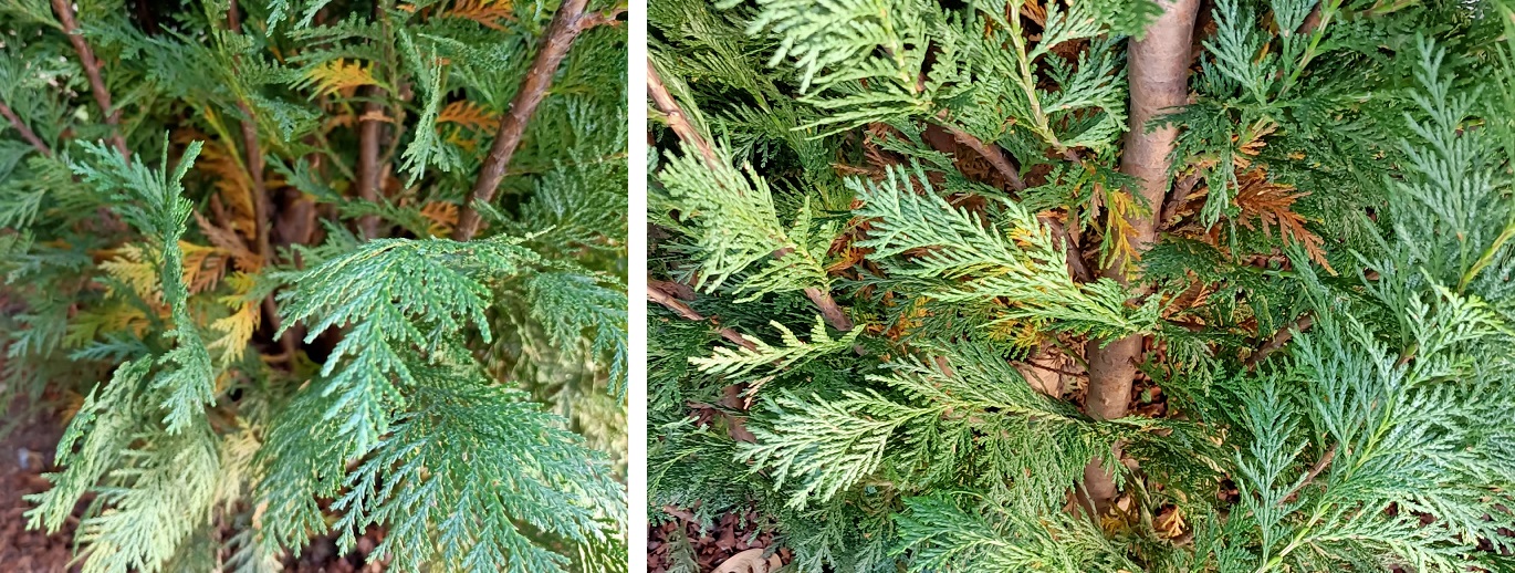 jaunissement des plantes haie